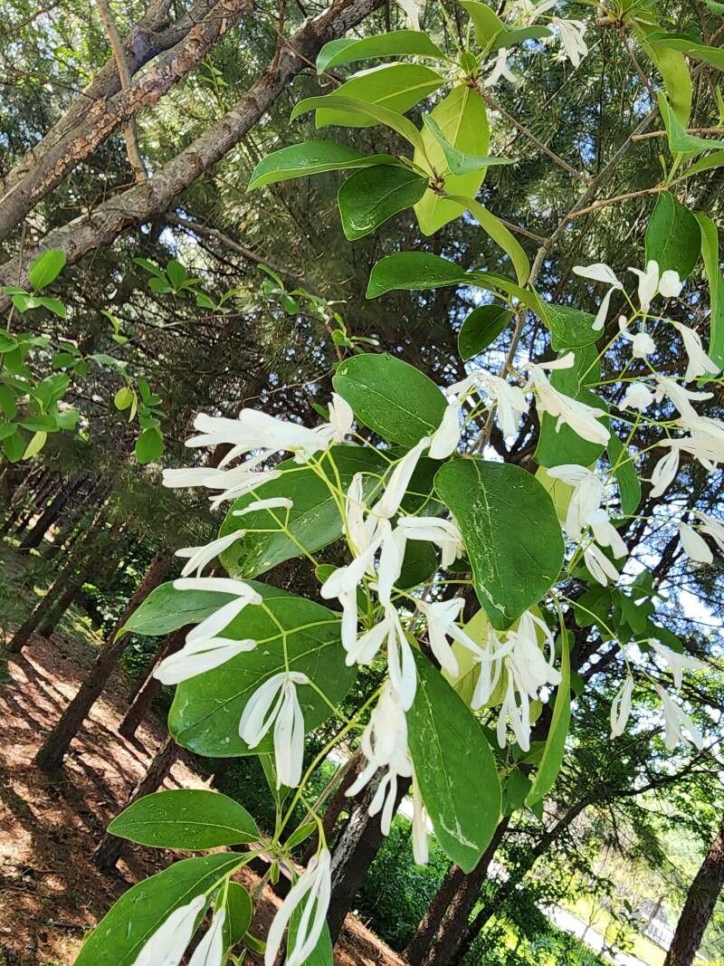 Chionanthus retusus (Chinese Fringetree) (alternate view 12)