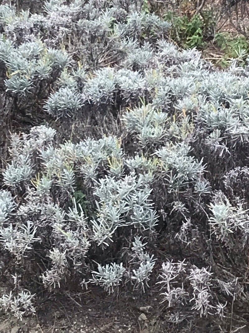 Lavandula × intermedia (Lavandin) (alternate view 8)