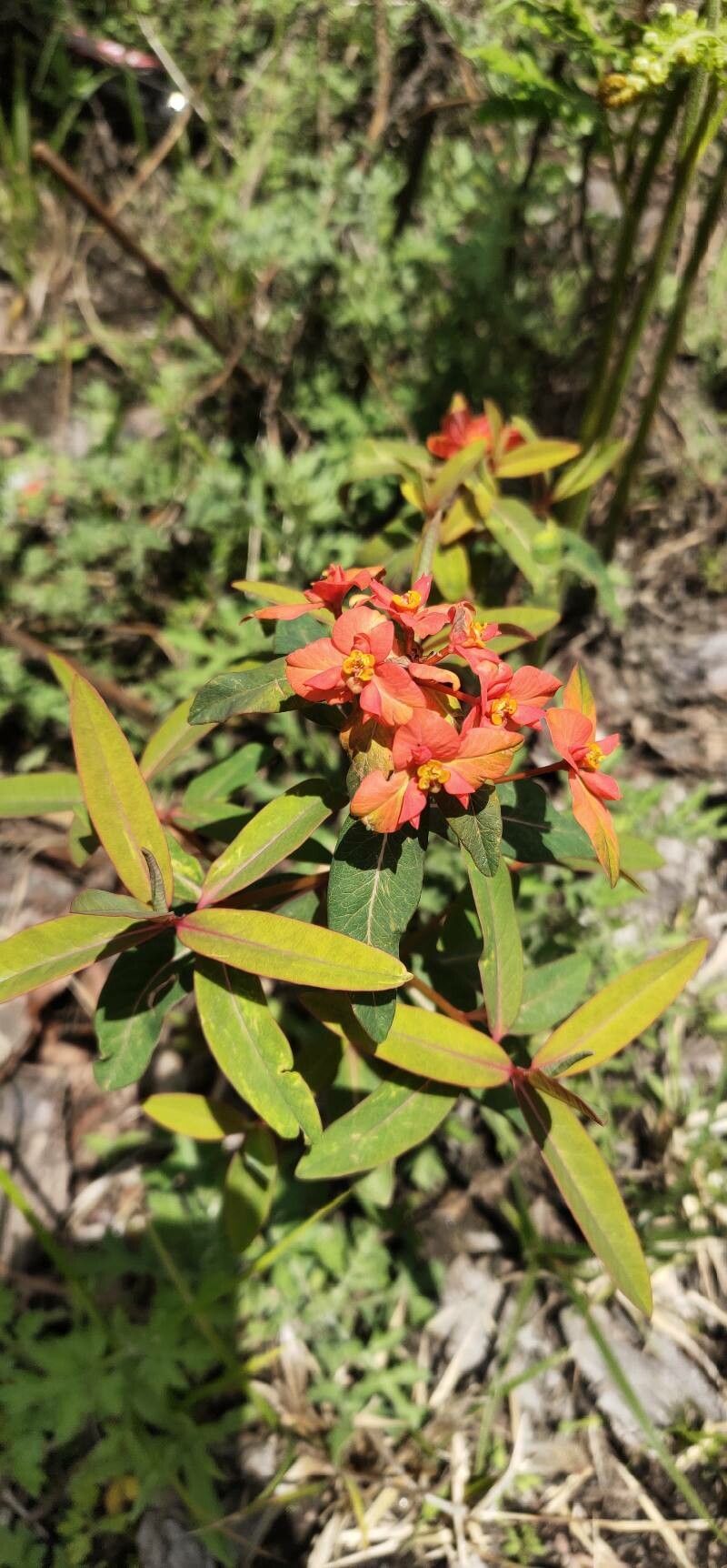 Euphorbia griffithii (orange spurge) (alternate view 12)