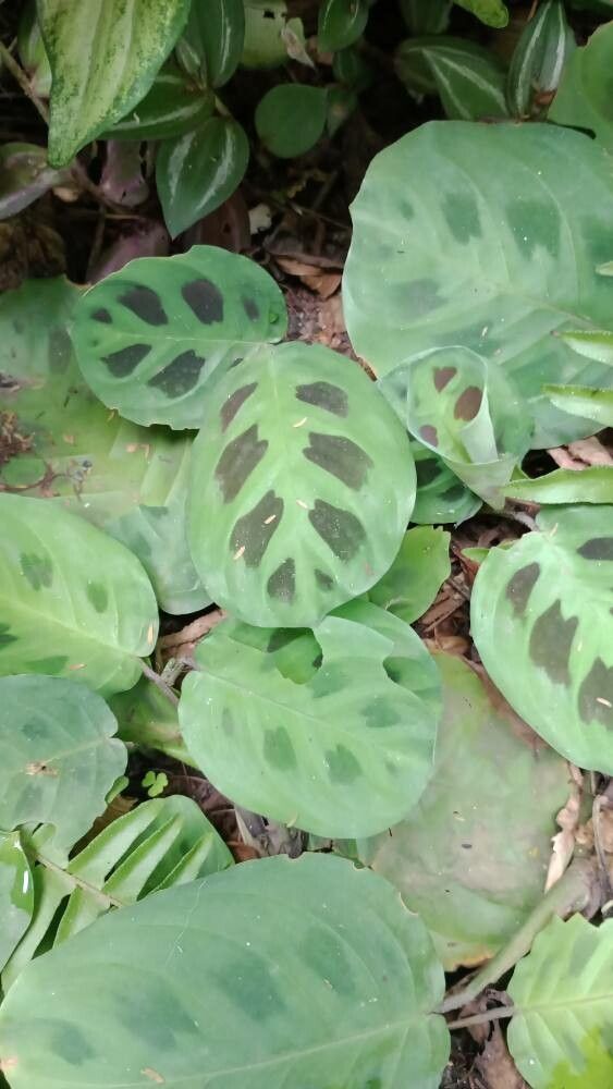 Maranta leuconeura (Prayer Plant) (alternate view 2)