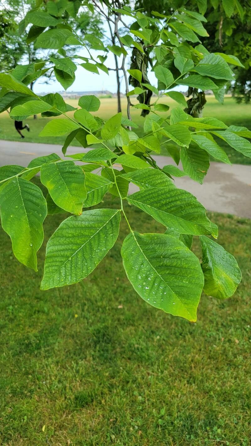 Cladrastis kentukea (American Yellowwood) (alternate view 14)