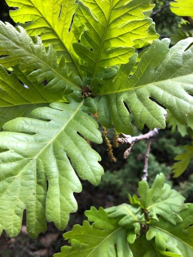 Quercus frainetto (Hungarian oak) (alternate view 12)
