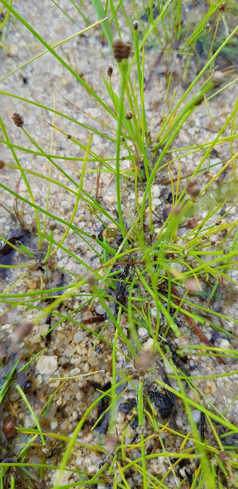 Eleocharis ovata (Ovoid Spikerush) (alternate view 2)