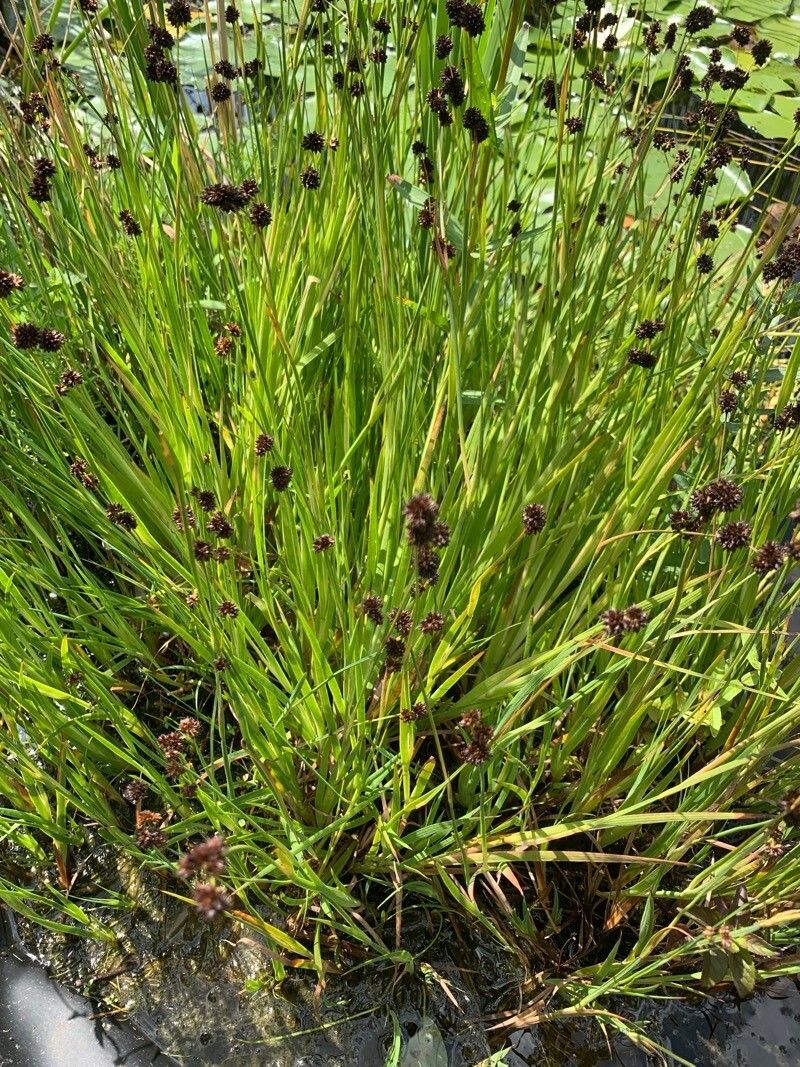 Juncus ensifolius (dagger-leaf rush) (alternate view 13)