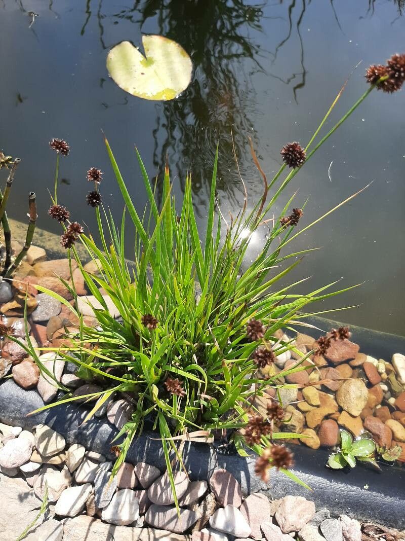 Juncus ensifolius (dagger-leaf rush) (alternate view 11)