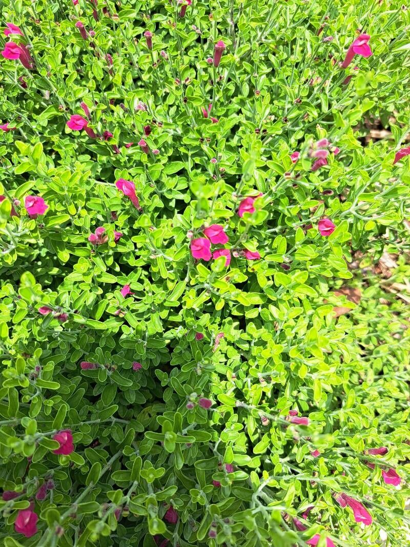 Salvia greggii (Autumn sage) (alternate view 3)