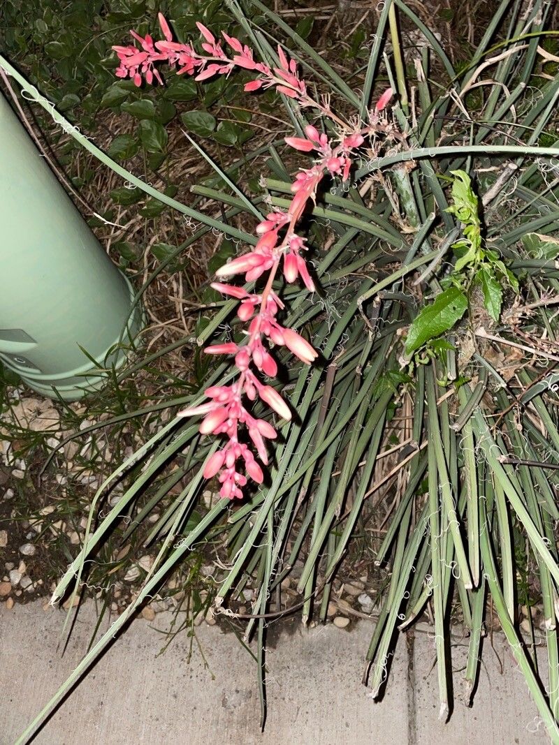 Hesperaloe parviflora (Red Yucca) (alternate view 11)
