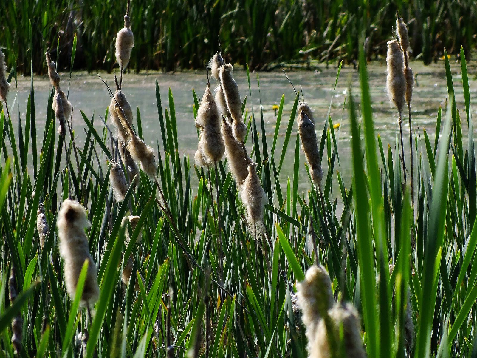 Typha × glauca (hybrid cattail) (alternate view 2)