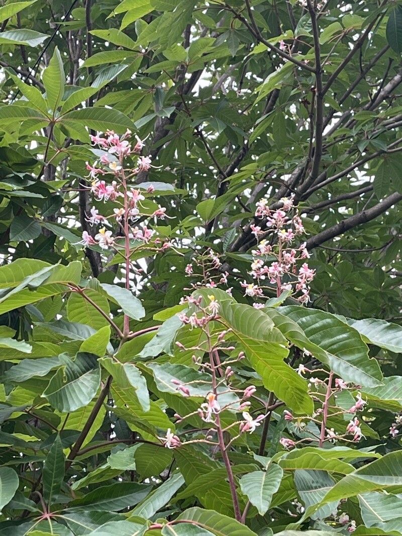 Aesculus indica (Indian Horse Chestnut) (alternate view 9)