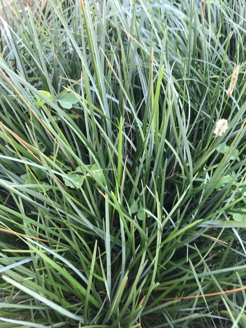Sesleria nitida