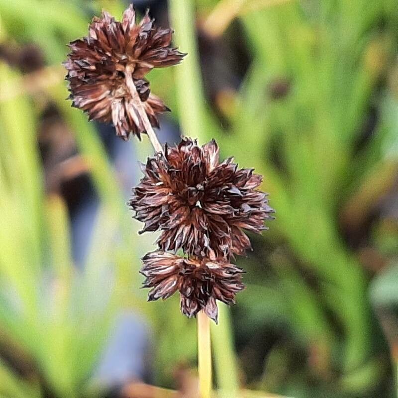 Juncus ensifolius (dagger-leaf rush) (alternate view 12)