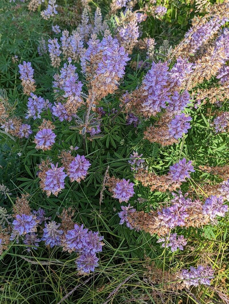 Lupinus albicaulis (Sicklekeel Lupine) (alternate view 2)