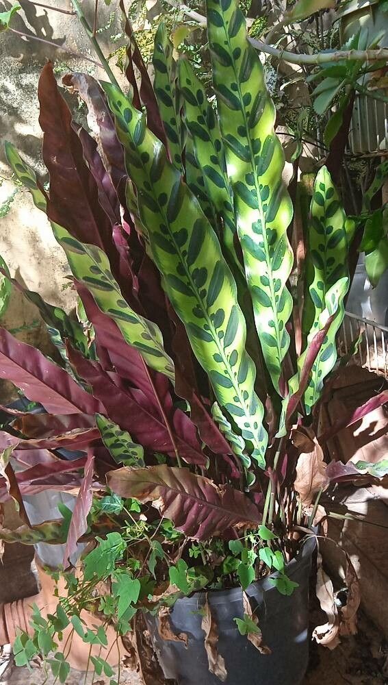 Calathea lancifolia (Rattlesnake Plant)