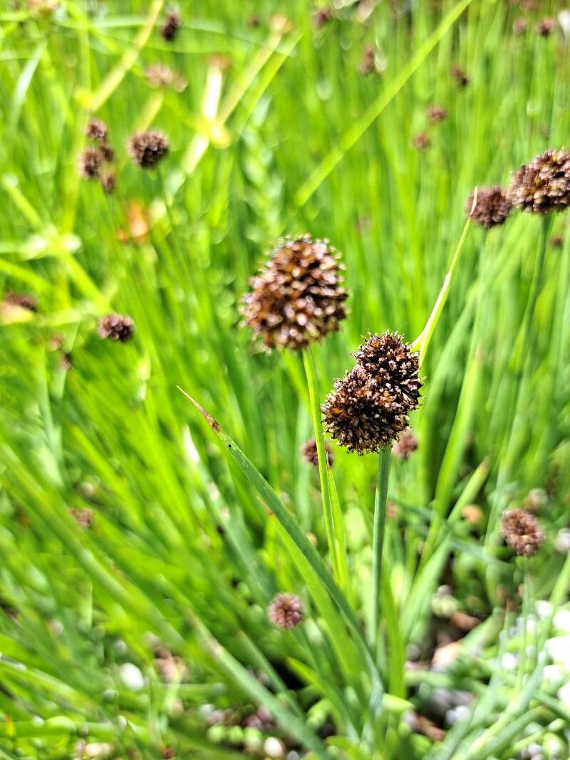 Juncus ensifolius (dagger-leaf rush) (alternate view 9)