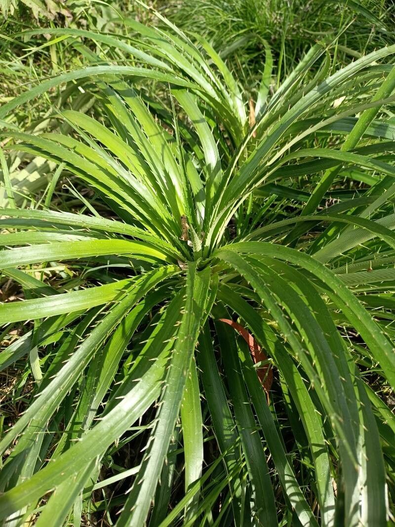 Eryngium agavifolium (Agave-leaved Sea Holly) (alternate view 13)