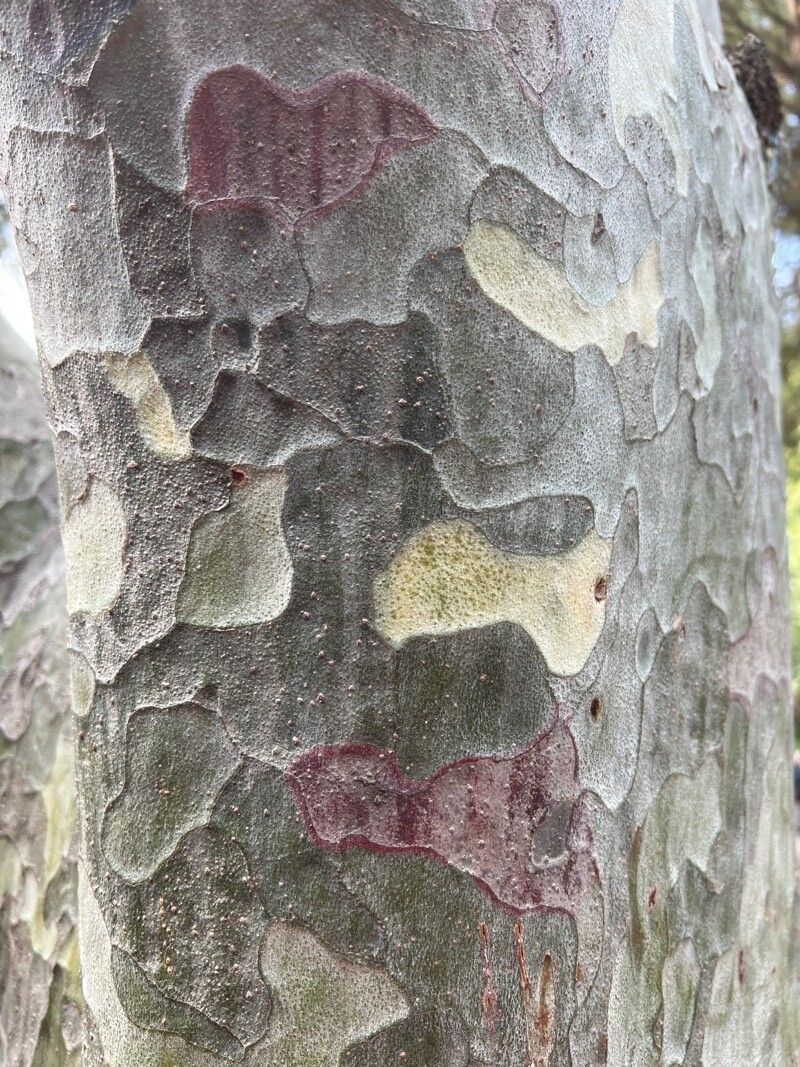 Pinus bungeana (Lacebark Pine)