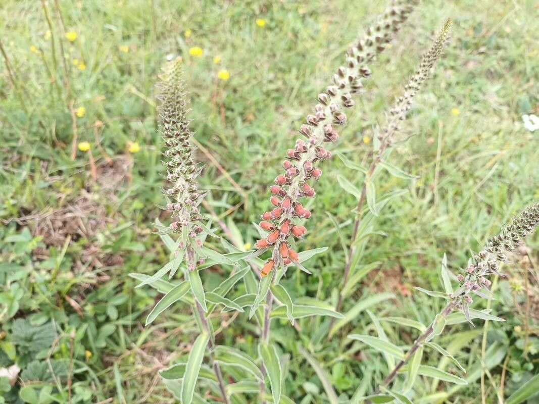 Digitalis parviflora (Small-flowered Foxglove) (alternate view 15)