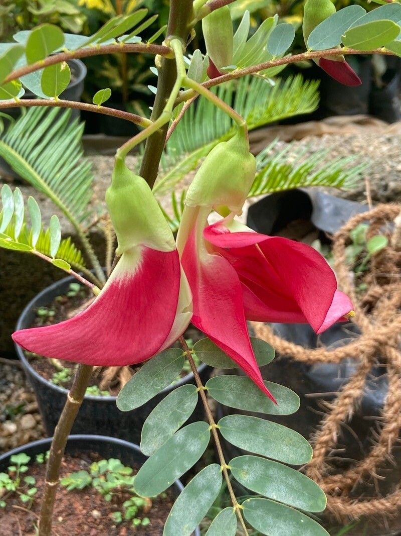 Sesbania grandiflora (Hummingbird Tree) (alternate view 10)