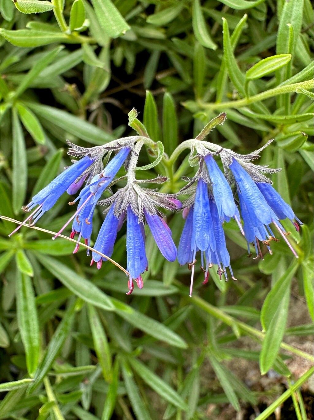 Moltkia doerfleri