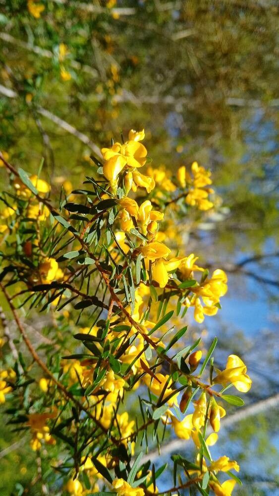 Pultenaea retusa (Notched Bush-pea) (alternate view 11)
