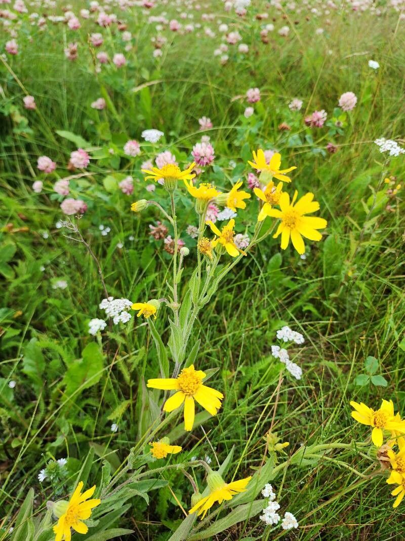 Arnica chamissonis (Meadow Arnica) (alternate view 4)