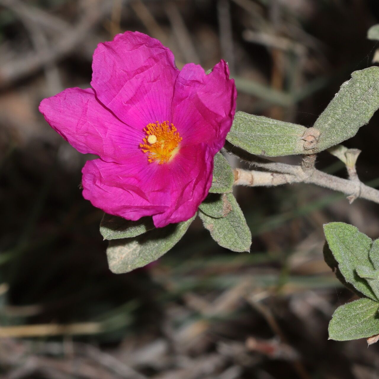 Cistus × incanus (Magenta Rockrose) (alternate view 3)