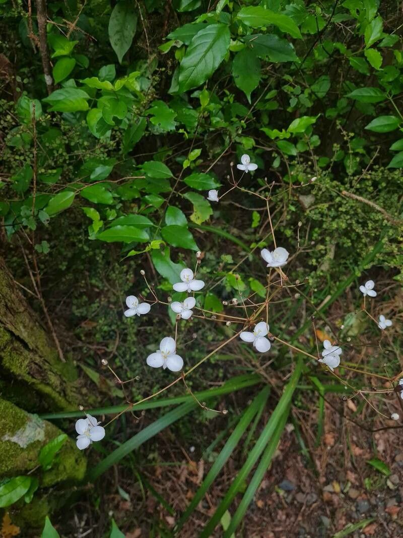 Libertia grandiflora