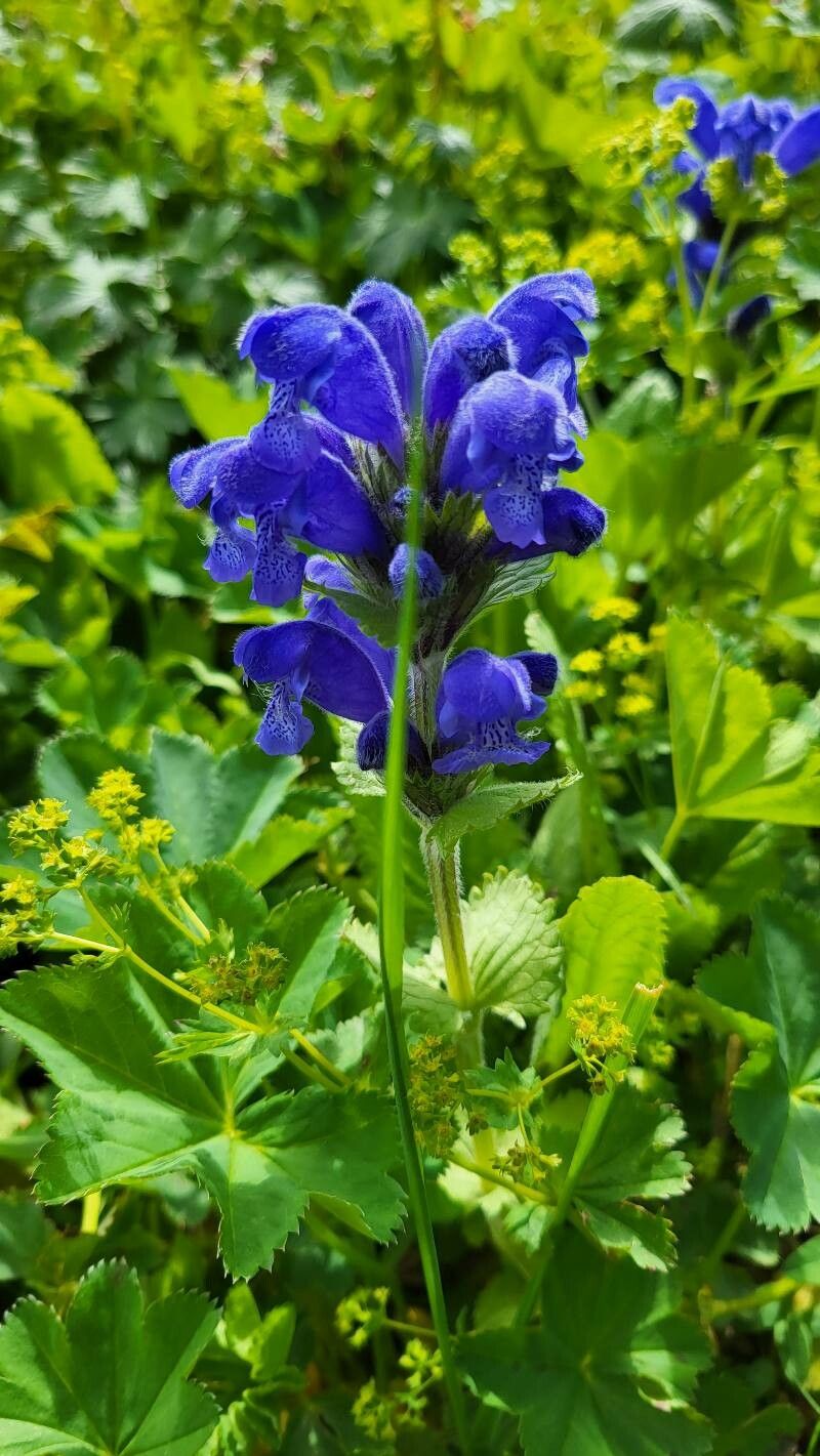 Dracocephalum grandiflorum (Large-flowered Dragonhead) (alternate view 11)