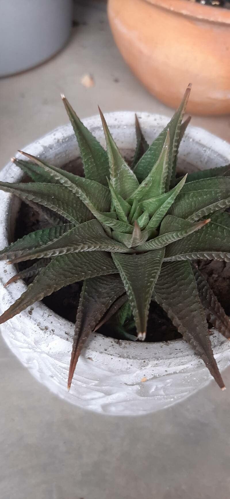 Haworthiopsis (Sixsided Haworthias)