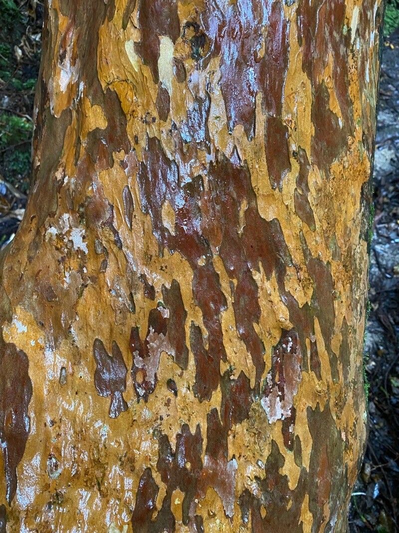 Stewartia monadelpha (tall stewartia) (alternate view 11)