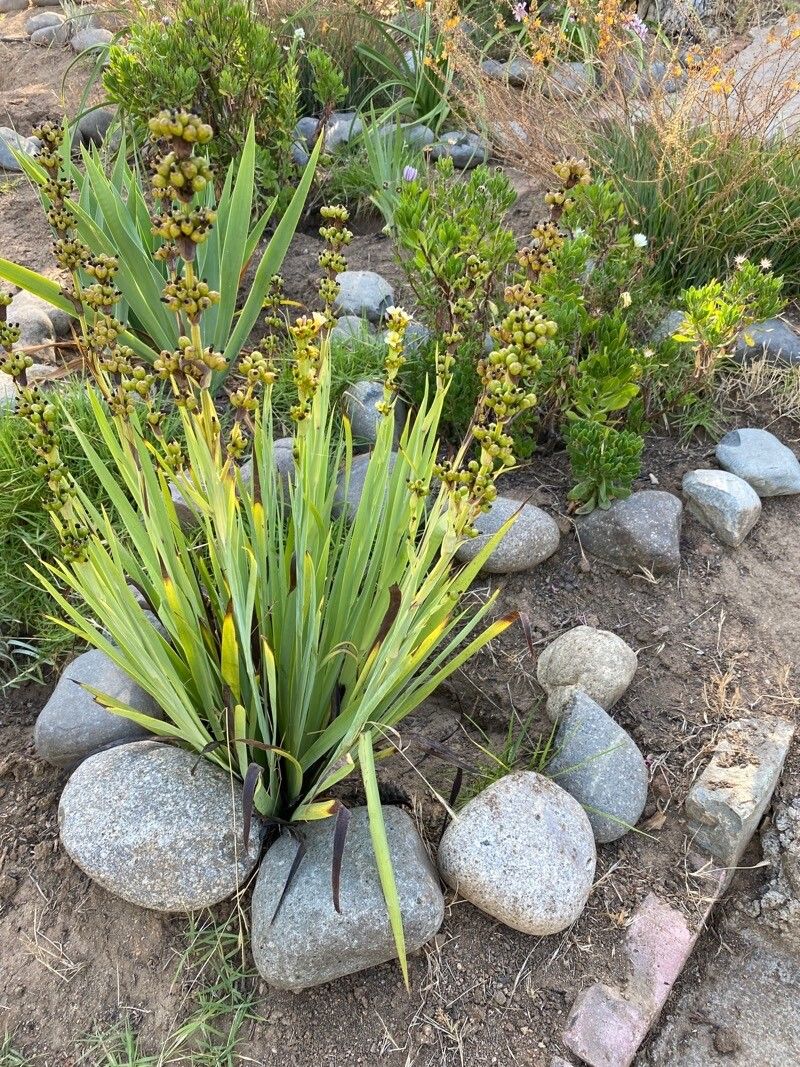 Sisyrinchium striatum (pale yellow-eyed grass) (alternate view 11)