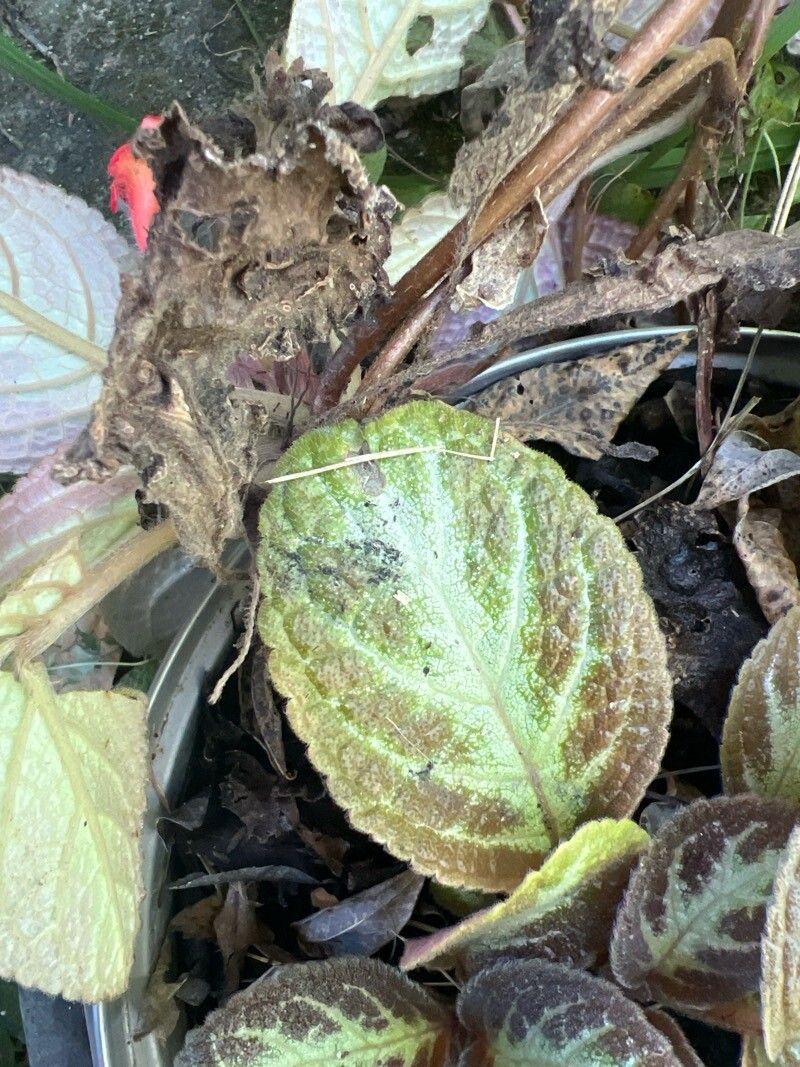 Episcia cupreata (Episcia Flame Violet) (alternate view 3)