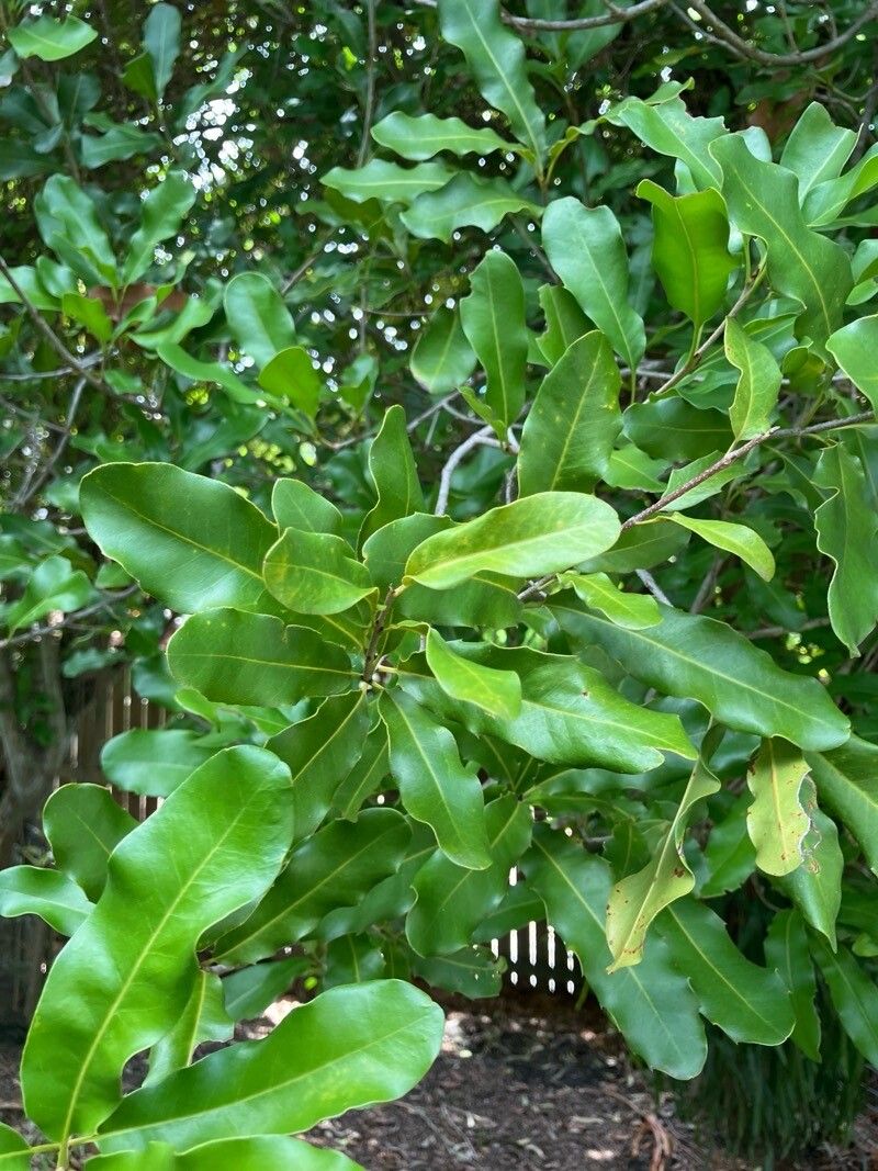 Macadamia integrifolia (Macadamia Nut)