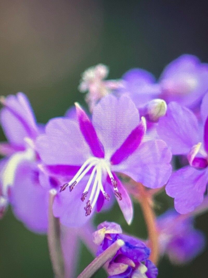 Chamerion angustifolium (fireweed) (alternate view 5)