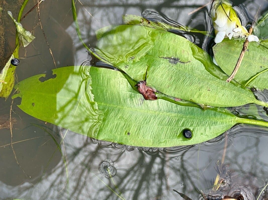 Aponogeton distachyos