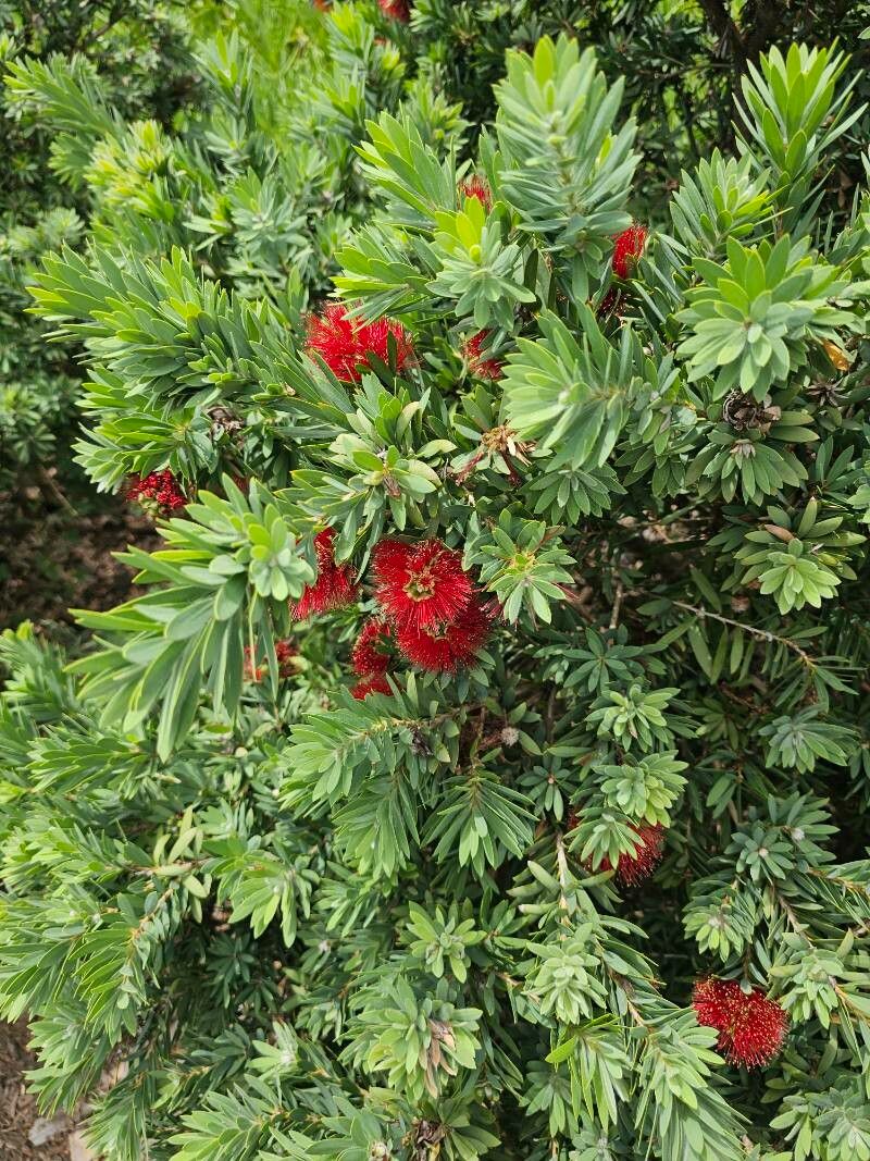 Callistemon citrinus (Red Cluster Bottlebrush) (alternate view 3)