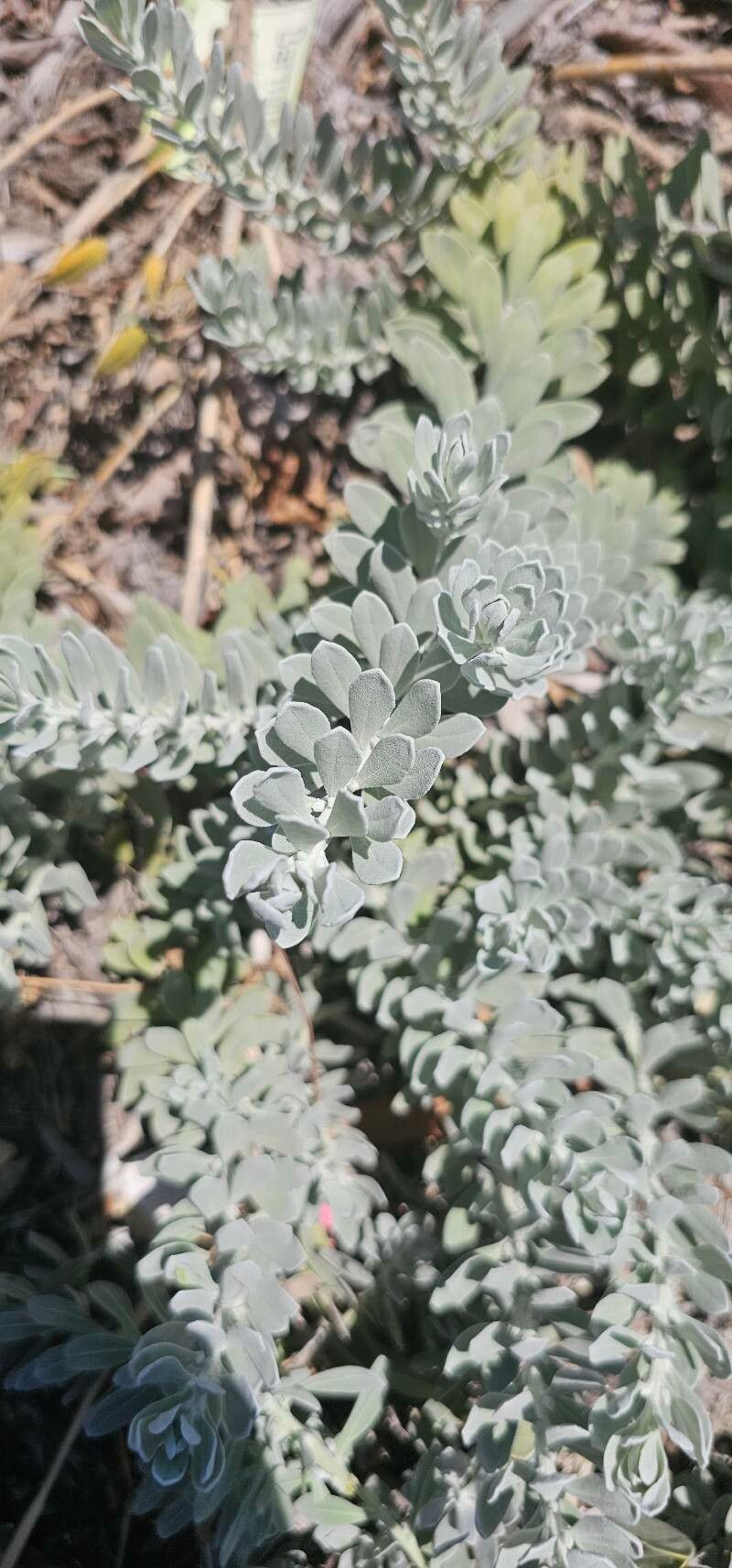 Eremophila glabra (Common Emu-Bush) (alternate view 13)