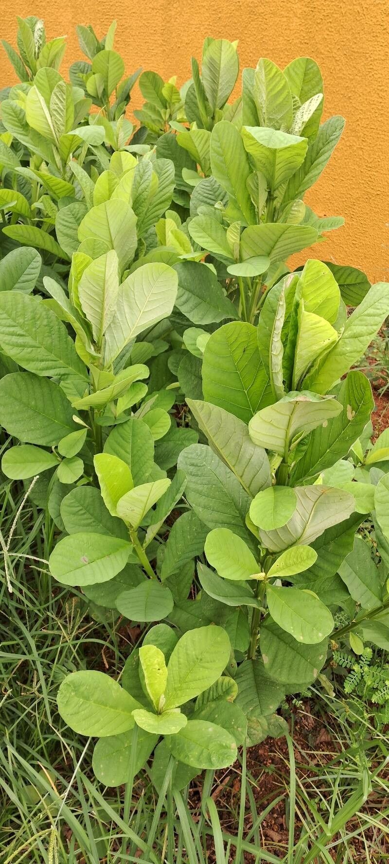 Crotalaria spectabilis (Showy Rattlebox) (alternate view 3)