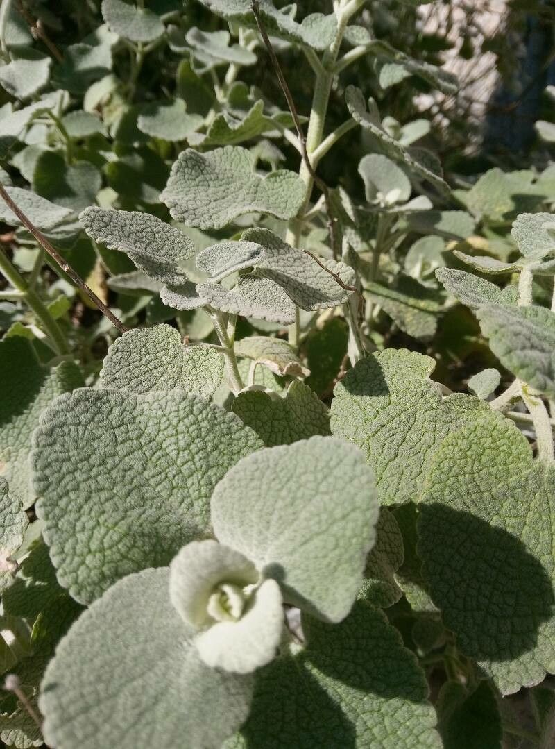 Pseudodictamnus mediterraneus (alternate view 2)