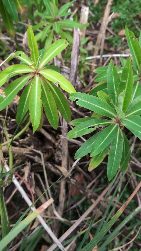 Euphorbia mellifera (Honey Spurge) (alternate view 11)