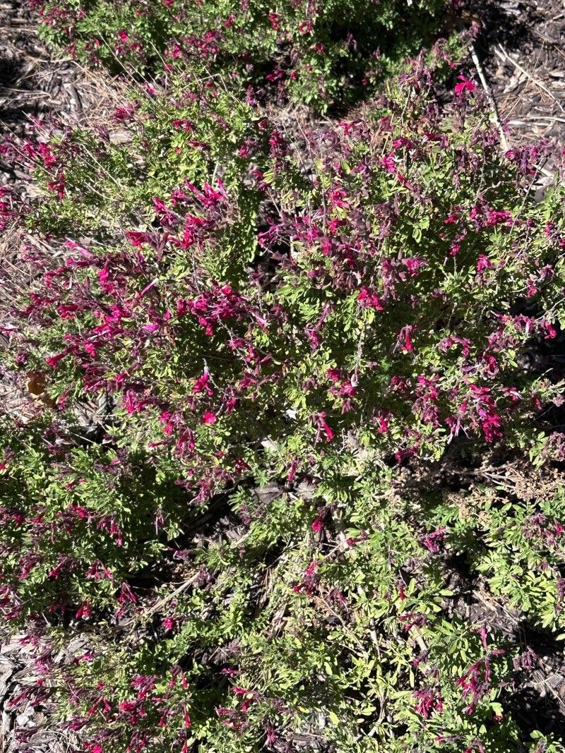 Salvia greggii (Autumn sage) (alternate view 4)