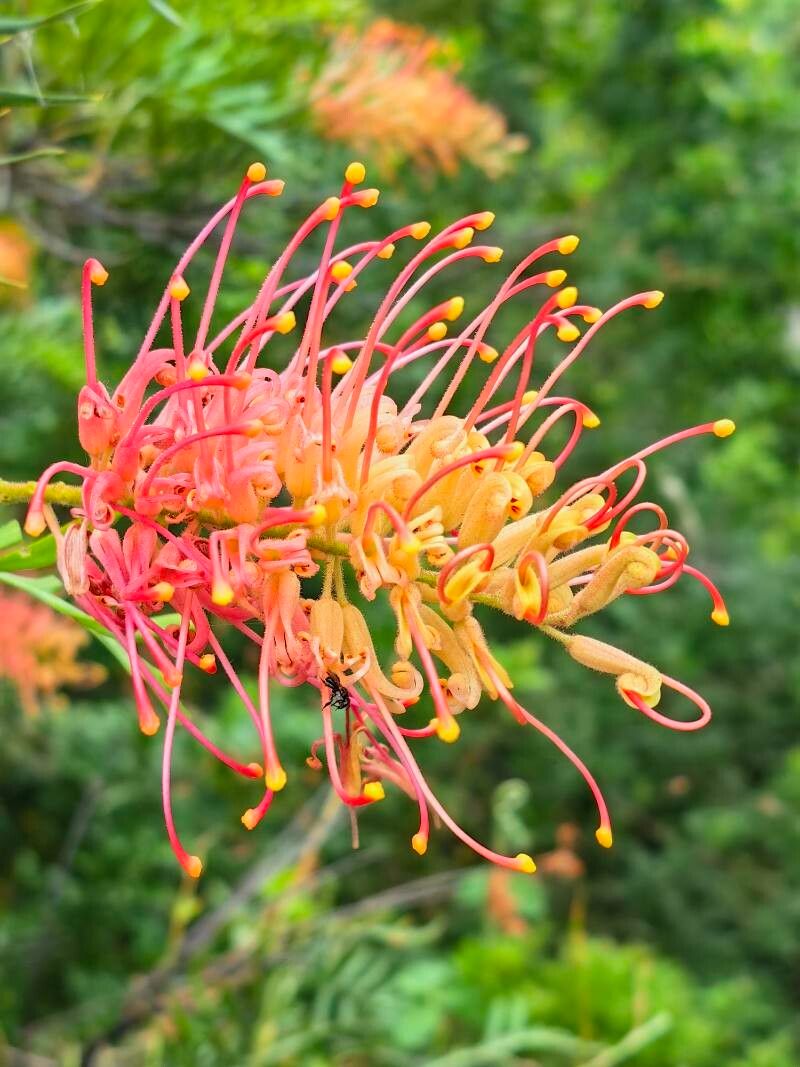 Grevillea banksii (Scarlet Grevillea) (alternate view 9)