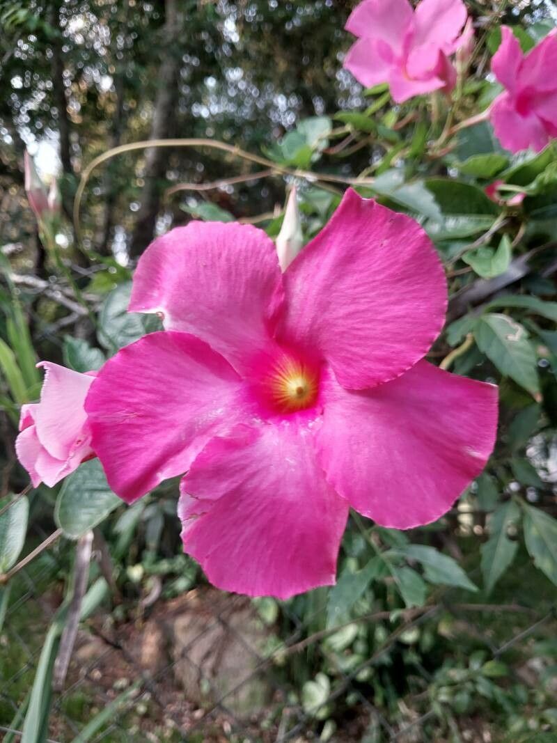 Mandevilla sanderi (Pink Mandevilla) (alternate view 12)