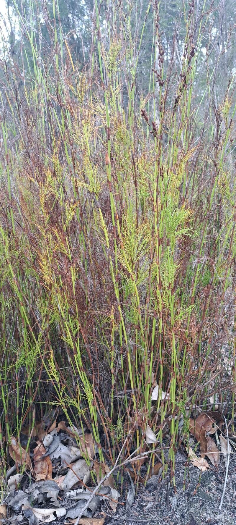 Baloskion tetraphyllum (tassel cord-rush) (alternate view 11)