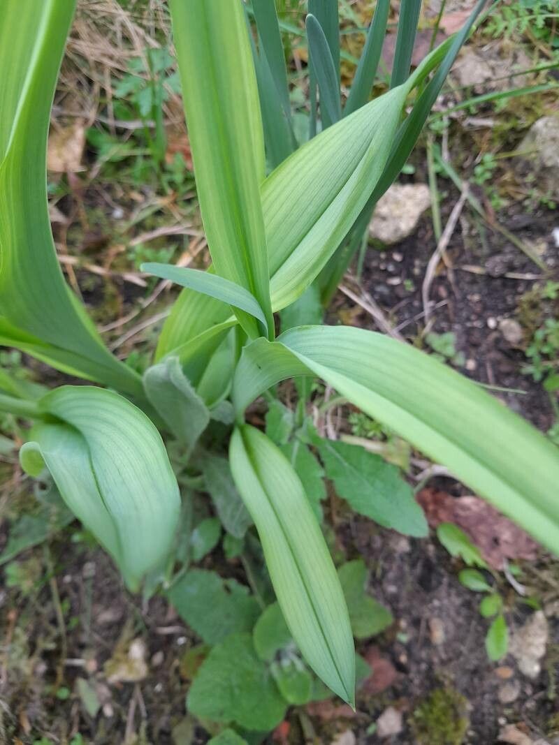 Allium moly (Golden Garlic) (alternate view 13)