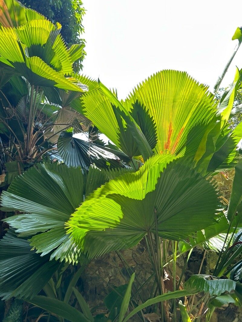 Licuala grandis (Ruffled Fan Palm) (alternate view 9)