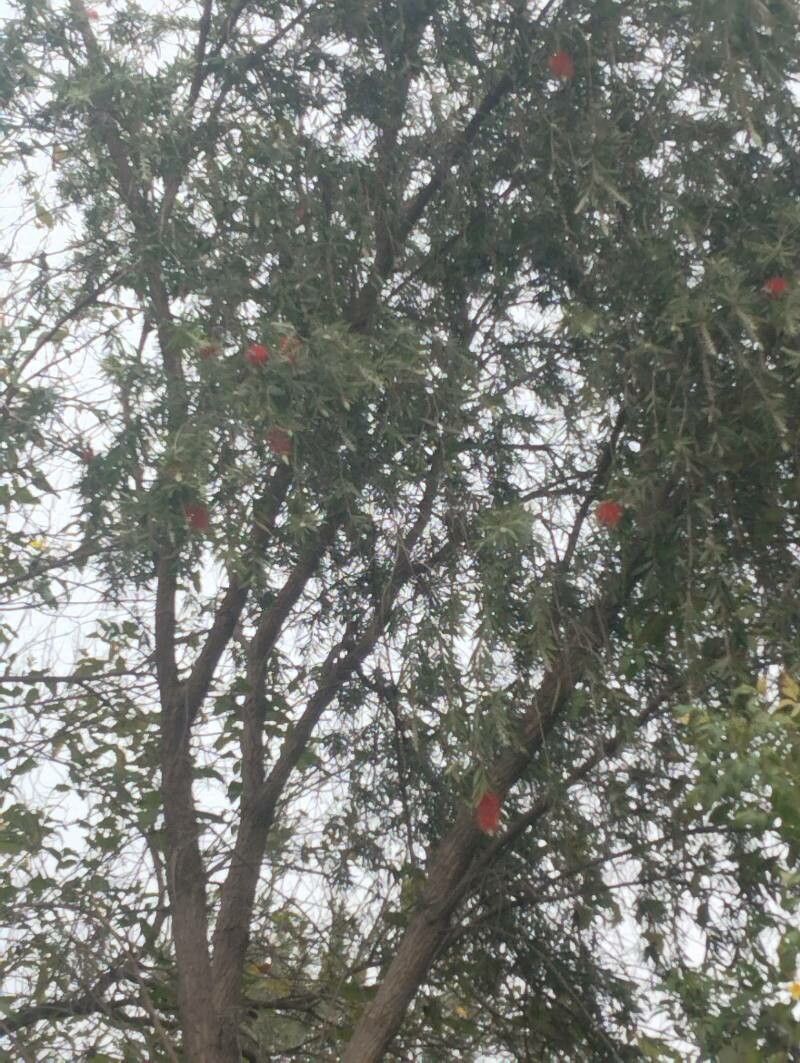 Callistemon viminalis, Weeping bottlebrush — spreading evergreen (Myrtaceae) (image 4 of 10)