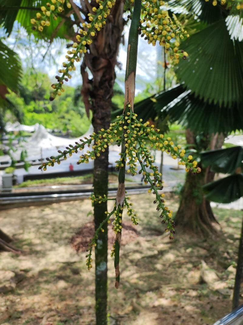 Licuala grandis (Ruffled Fan Palm) (alternate view 11)