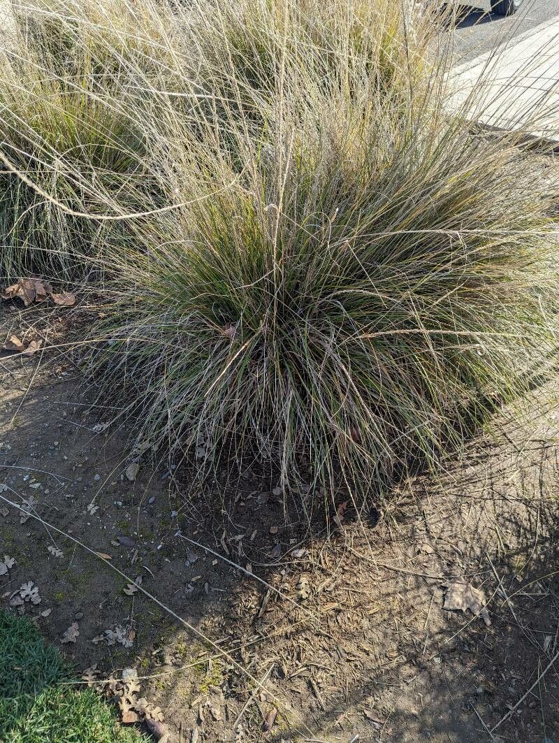Muhlenbergia rigens (deergrass)