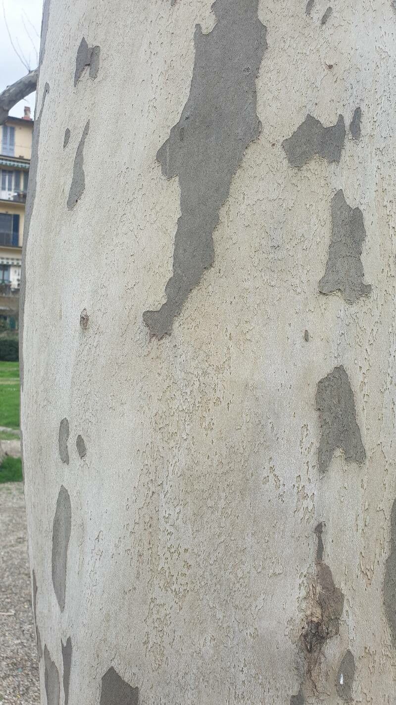 Platanus orientalis (Oriental Plane) (alternate view 12)